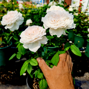 大花浓香型直立月季花苗 草莓奶昔 灌木多季节四季开花带花苞发货