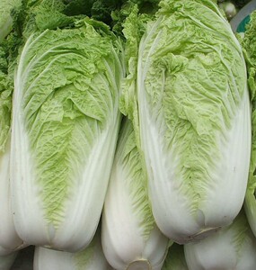新鲜天津白菜