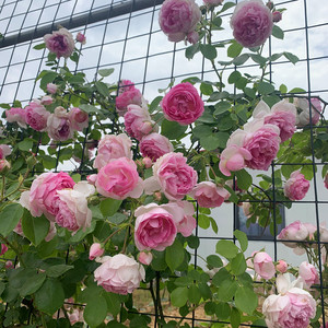 欧月亚斯米娜浓香多头多季藤本爬藤月季花阳台庭院绿植一六八园艺