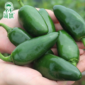 墨椒墨西哥辣椒jalapeno新鲜采摘青椒港椒子弹椒哈雷派尼奥帕瓦纳