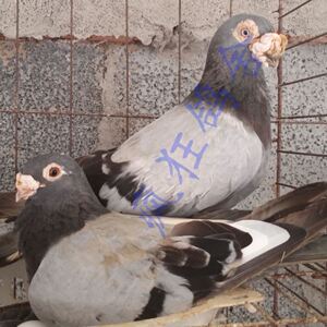 活体大鼻子信鸽国血短嘴大鼻信鸽圆头短嘴收藏品种