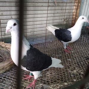 观赏鸽子蝴蝶背