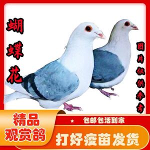 蝴蝶背信鸽观赏鸽彩背鸽子赛鸽活体蝴蝶花种鸽异色鸽子一对包邮
