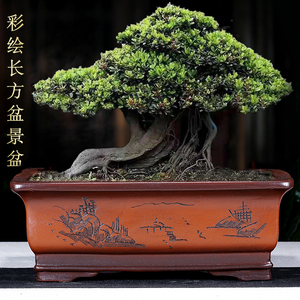 紫砂长方马槽盆景盆 金弹子 发财树 榕树 君子兰植物花盆特价包邮