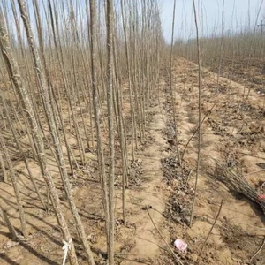 白杨树苗2025速生杨树107.108品种无絮杨树扦插苗杨树条绿化苗木