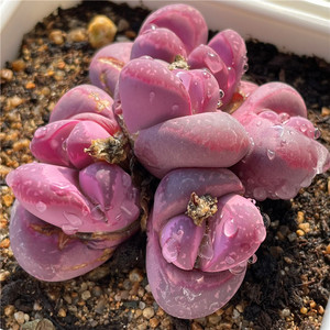 红大内生石花石头花番杏科粉色精品多肉植物小新的多肉花园28包邮