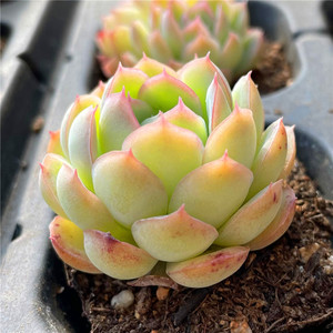 水莲多肉植物莲花座稀有群生多头迷你盆景控养精养净化空气28包邮