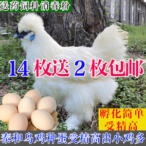 泰和乌鸡种蛋10个包邮五黑绿壳受精蛋江西白凤乌骨鸡可孵化小鸡苗