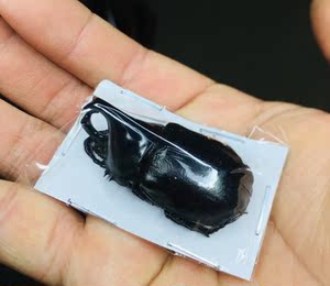 蒸汽朋克机械昆虫姬兜标本 橡胶木 科普标本原虫昆虫甲虫艺术品