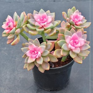 樱花锦多肉植物老桩稀有品种大株肉肉花卉绿植盆栽大颗好养紫雾