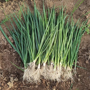大葱苗5斤新鲜 种苗葱栽子现拔现发栽种葱苗食用非小香葱非葱种籽