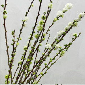 00北京花园地带花篮淘宝含苞待放珍珠李鲜切花 迎春木本花卉 年宵花