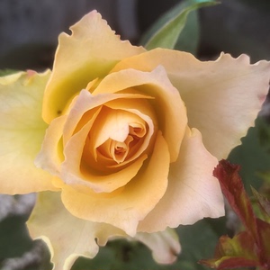 新品乌列天使/神之焰 系列河本纯子黄色月季大花浓香阳台盆栽