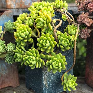 【糖果味的春萌】果香味多肉植物琥珀橙红色肉肉老桩大颗群生悬崖