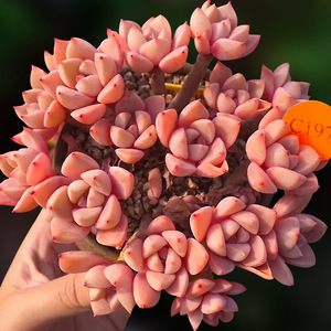 红粉佳人pinky群生进口粉红色大颗多肉植物老桩多头肉肉花卉包邮