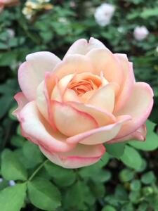 伊芙古典香水 新品伊芙系列浓香月季庭院盆栽四季开花 扦插牙签苗