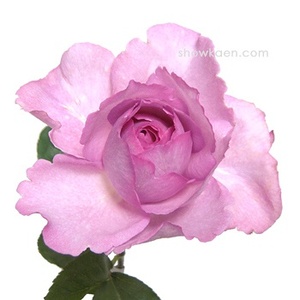 【漠江园艺】伊芙3号(夏娃)月季 牙签苗(独杆没分枝只包到手)