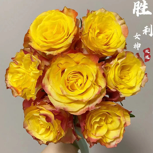 胜利女神 新品肯尼亚玫瑰复古黄色绿植花卉盆栽勤花月季