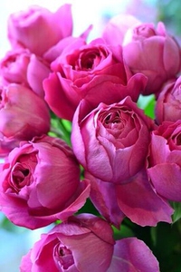 803人付款淘宝【漠江园艺】梅子布丁月季 灌木切花 多季开花漠江