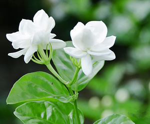 小花茉莉精油