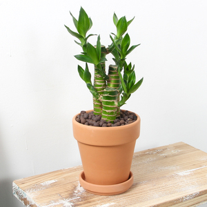 绿植小盆栽节节高富贵竹