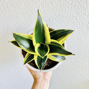 荷花兰哈尼短叶金边虎尾兰室内办公桌桌面盆栽新家绿植吸甲醛植物