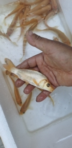 小西芥子宽体高背留养级锦鲤