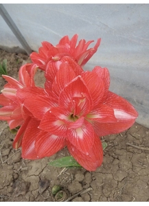 冰海田园朱顶红阳光仙女