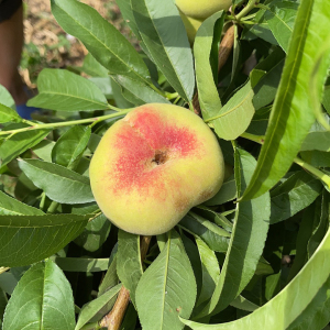 山东蒙阴早露小蟠桃当季新鲜孕妇蜜桃水果红蟠桃扁桃现摘整箱 5斤