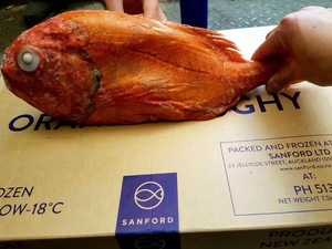 新西兰进口长寿鱼新鲜冷冻橙鲷深海鱼类 1只3斤左右称重1斤40元