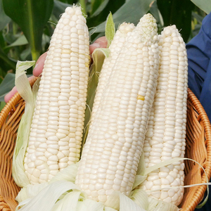水果玉米种子种籽高产杂交白糯粘甜玉米孑糯米甜糯寿禾种业糯玉米