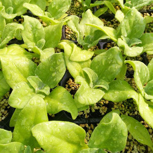 抢鲜水晶冰草苗可食用日本蔬菜四季室内多肉植物阳台盆栽冰菜苗子
