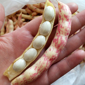 东北红金勾钩豆角种子种籽炖肉沟扁豆芸豆春夏秋四季黄金钩播种