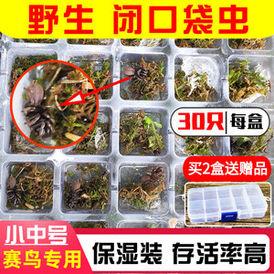 小中号30只 斗鸟地蜘蛛口袋虫壁口袋 沟纹硬皮地蛛鸟虫入药蜘蛛