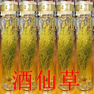 九仙草泡酒图片