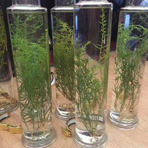 000人付款淘宝酒仙草 九仙草 泡酒草九龙草珍珠草