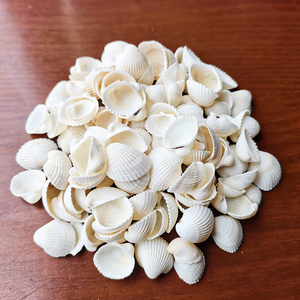 【天然小白贝壳】天然小白贝壳品牌,价格 - 阿里巴巴