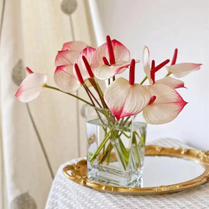 粉掌白掌植物室内水养红掌水培水养鹅掌红花绿掌供佛 鲜花 鲜切花