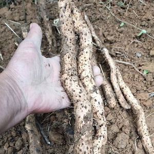 广西桂林现挖土山野生铁棍山药正宗农村大山粉糯新鲜野山薯5斤
