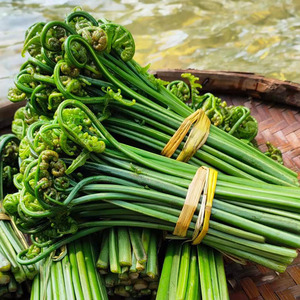 广西桂林河边现摘新鲜食用水蕨菜5斤龙爪菜农家野菜爽口凉拌菜