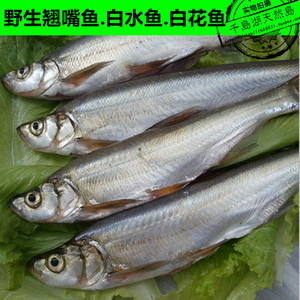 野生白水鱼