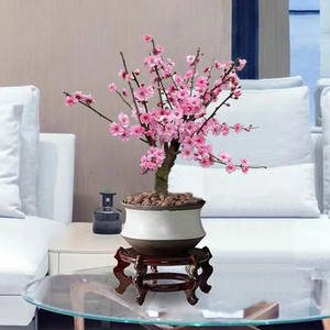 960人付款天猫干枝腊梅原生扦插梅花耐寒盆栽地栽庭院老桩树腊梅美人