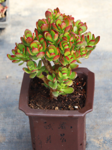 【姬红花月老桩】老桩大颗多肉植物/黄金花月/阳台庭院绿植