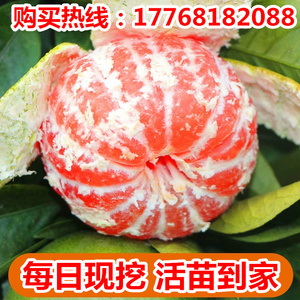 重庆正宗金秋砂糖橘树苗脱毒柑橘苗金葵桔子容器大小地苗确保品种