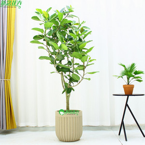 花叶榕盆栽室外阳台喜阳植物黄金榕北欧简约风网红绿植富贵流金榕