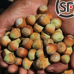 溪味道辽宁新鲜脱绿皮榛子500g去绿皮水瓤榛子鲜果水仁鲜食