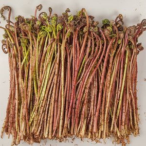 溪味道新鲜猴腿菜2斤东北山野菜紫蕨菜蘸酱菜