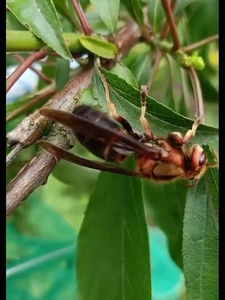 七里游七里油七里蜂王野生马蜂王黑马蜂现抓活体嫁接用黄教脚葫芦