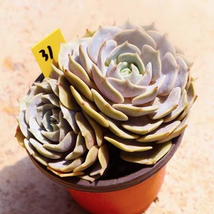 露娜莲小老桩一物一拍多肉植物盆栽向阳派多肉园艺