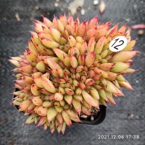多肉植物魅灵缀化控养皮实一物一拍